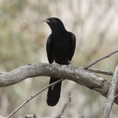 Eudynamys orientalis at Michelago, NSW - 22 Nov 2019 08:53 AM