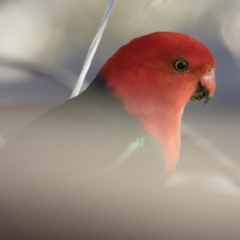 Alisterus scapularis (Australian King-Parrot) at Illilanga & Baroona - 22 Oct 2019 by Illilanga