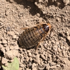 Calolampra sp. (genus) (Bark cockroach) at Michelago, NSW - 19 Oct 2019 by Illilanga