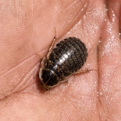 Calolampra sp. (genus) at Michelago, NSW - 19 Oct 2019