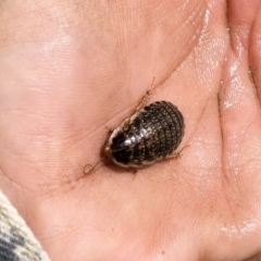 Calolampra sp. (genus) at Michelago, NSW - 19 Oct 2019