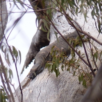 Varanus varius (Lace Monitor) at Black Range, NSW - 6 Dec 2019 by MatthewHiggins