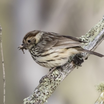 Pyrrholaemus sagittatus (Speckled Warbler) at Illilanga & Baroona - 24 Nov 2019 by Illilanga