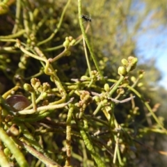 Cassytha pubescens at Yass River, NSW - 6 Dec 2019