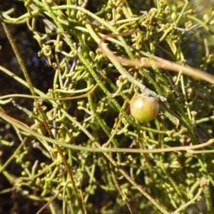 Cassytha pubescens at Yass River, NSW - 6 Dec 2019