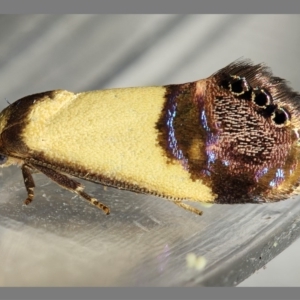 Eupselia satrapella and similar species at Kambah, ACT - 6 Dec 2019 07:06 PM