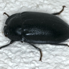 Pterohelaeus striatopunctatus (Darkling beetle) at Ainslie, ACT - 31 Oct 2019 by jbromilow50