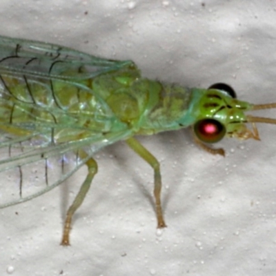 Mallada signatus (Green Lacewing) at Ainslie, ACT - 31 Oct 2019 by jb2602