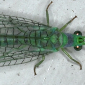 Mallada tripunctatus at Ainslie, ACT - 31 Oct 2019