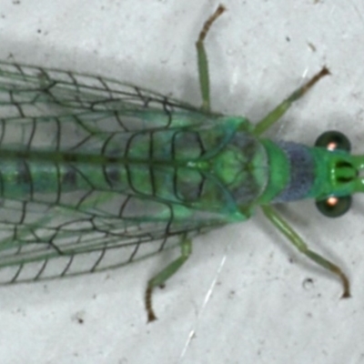 Mallada tripunctatus (Three-spot green lacewing) at Ainslie, ACT - 31 Oct 2019 by jbromilow50