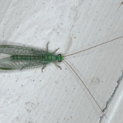 Mallada tripunctatus at Ainslie, ACT - 31 Oct 2019 10:14 PM