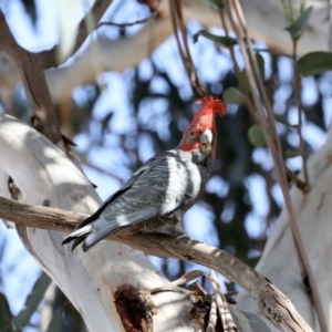 Callocephalon fimbriatum at Majura, ACT - suppressed