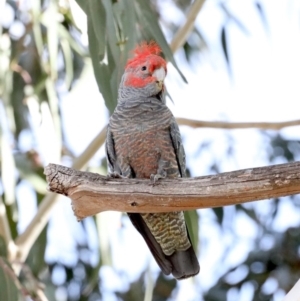 Callocephalon fimbriatum at Majura, ACT - suppressed