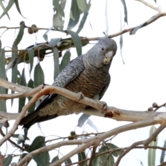 Callocephalon fimbriatum at Majura, ACT - suppressed