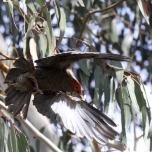 Callocephalon fimbriatum at Majura, ACT - suppressed