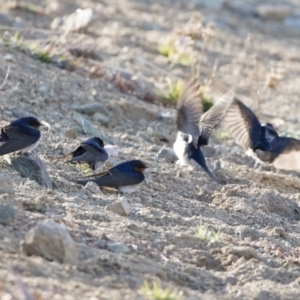 Hirundo neoxena at Michelago, NSW - 7 Sep 2019