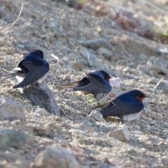 Hirundo neoxena at Michelago, NSW - 7 Sep 2019 04:10 PM