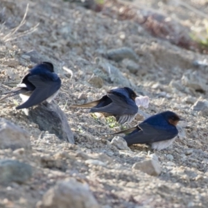 Hirundo neoxena at Michelago, NSW - 7 Sep 2019