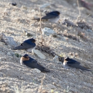 Hirundo neoxena at Michelago, NSW - 7 Sep 2019