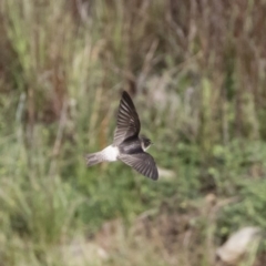 Petrochelidon nigricans (Tree Martin) at Illilanga & Baroona - 4 Nov 2019 by Illilanga