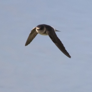 Petrochelidon nigricans at Michelago, NSW - 4 Nov 2019