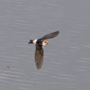 Petrochelidon ariel at Michelago, NSW - 4 Nov 2019