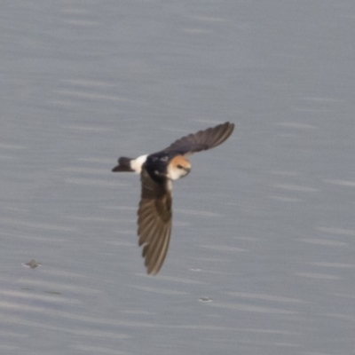 Petrochelidon ariel (Fairy Martin) at Illilanga & Baroona - 4 Nov 2019 by Illilanga