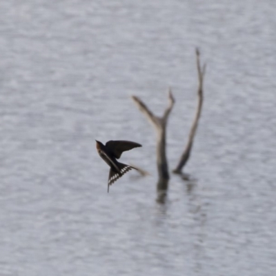 Hirundo neoxena (Welcome Swallow) at Michelago, NSW - 3 Nov 2019 by Illilanga