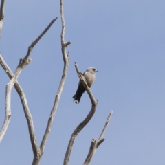 Artamus cyanopterus cyanopterus (Dusky Woodswallow) at Michelago, NSW - 28 Oct 2019 by Illilanga