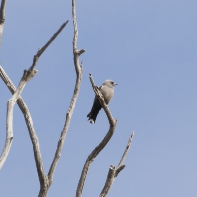 Artamus cyanopterus (Dusky Woodswallow) at Michelago, NSW - 28 Oct 2019 by Illilanga