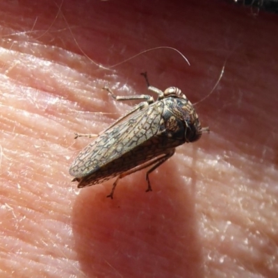 Cicadellidae (family) (Unidentified leafhopper) at Symonston, ACT - 6 Dec 2019 by Christine