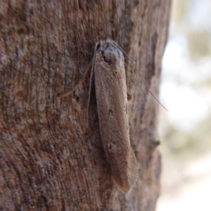 Philobota (genus) at Symonston, ACT - 6 Dec 2019