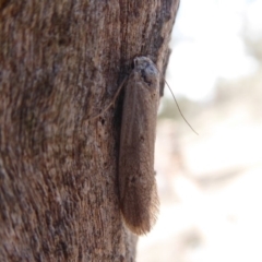 Philobota (genus) at Symonston, ACT - 6 Dec 2019