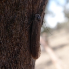 Philobota (genus) at Symonston, ACT - 6 Dec 2019