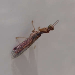 Mantispidae (family) at Symonston, ACT - 6 Dec 2019