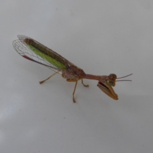 Mantispidae (family) at Symonston, ACT - 6 Dec 2019