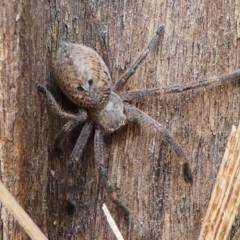 Neosparassus calligaster at Kambah, ACT - 1 Dec 2019 03:44 PM