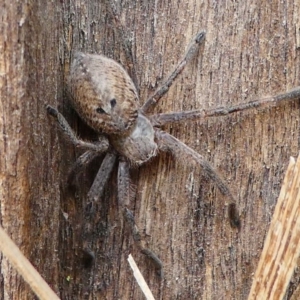 Neosparassus calligaster at Kambah, ACT - 1 Dec 2019