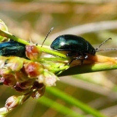 Arsipoda chrysis (Flea beetle) at Acton, ACT - 1 Dec 2019 by HarveyPerkins