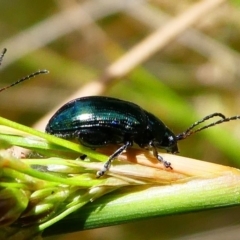 Arsipoda chrysis at Acton, ACT - 1 Dec 2019