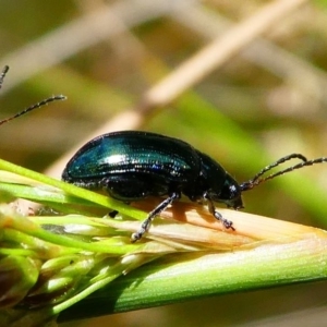 Arsipoda chrysis at Acton, ACT - 1 Dec 2019