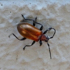 Ecnolagria grandis (Honeybrown beetle) at Acton, ACT - 1 Dec 2019 by HarveyPerkins