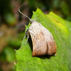 Tortricopsis pyroptis at Acton, ACT - 1 Dec 2019