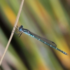 Austrolestes psyche (Cup Ringtail) at Acton, ACT - 30 Nov 2019 by HarveyPerkins