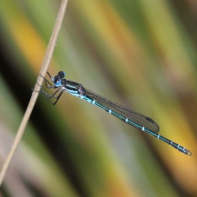 Austrolestes psyche (Cup Ringtail) at Acton, ACT - 30 Nov 2019 by HarveyPerkins