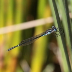 Austrolestes psyche at Acton, ACT - 1 Dec 2019 10:54 AM