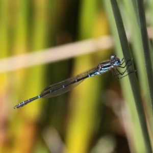 Austrolestes psyche at Acton, ACT - 1 Dec 2019 10:54 AM