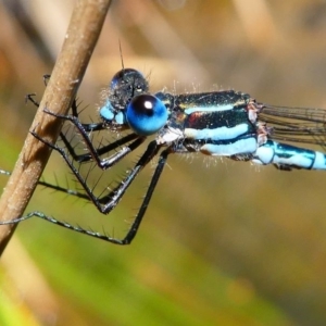 Austrolestes psyche at Acton, ACT - 1 Dec 2019 10:54 AM