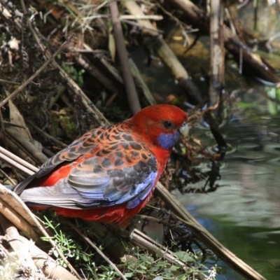 Platycercus elegans (Crimson Rosella) at Acton, ACT - 1 Dec 2019 by HarveyPerkins