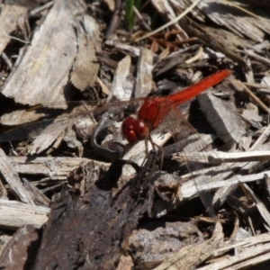 Diplacodes haematodes at Acton, ACT - 1 Dec 2019